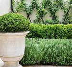 ضوابط دیوار سبز و گیاهان مناسب برای آن